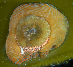 Epiactis lisbethae