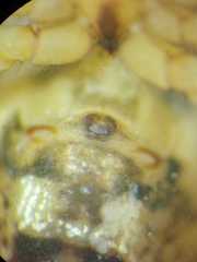 Parasteatoda merapiensis