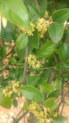 Zanthoxylum nitidum