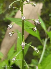 Lysimachia decurrens