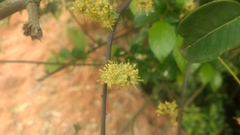Zanthoxylum nitidum