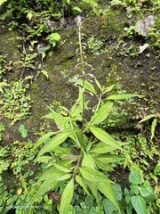 Lysimachia decurrens