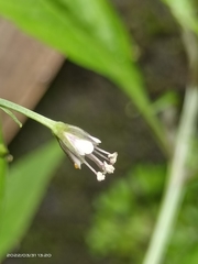 Lysimachia decurrens