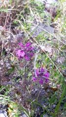 Pedicularis amoena