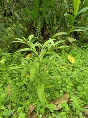 Lysimachia decurrens