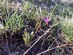 Primula pauciflora cusickii