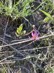 Primula pauciflora cusickii