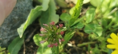 Trifolium spumosum