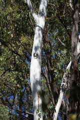 Eucalyptus dalrympleana