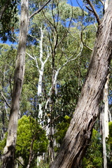 Eucalyptus dalrympleana