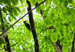 Dendrocopos analis