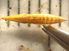 Paradorydium