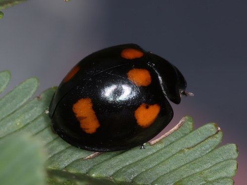 Orc Insect Genus Orcus · iNaturalist