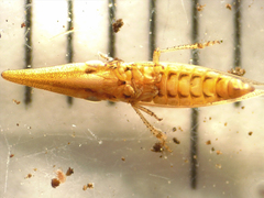 Paradorydium