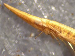 Paradorydium