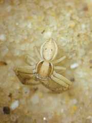 Thomisidae