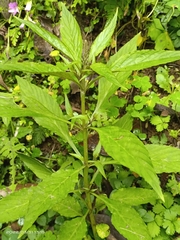 Lysimachia decurrens