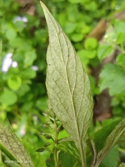 Lysimachia decurrens