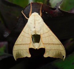 Pseudoclanis molitor