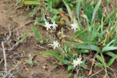 Chlorophytum capense