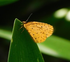 Pentila tropicalis