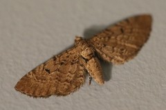 Eupithecia intricata
