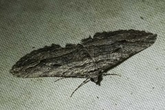 Chrysolarentia severata