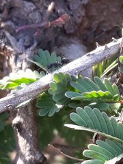 Polyrhachis lacteipennis