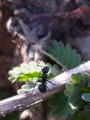 Polyrhachis lacteipennis