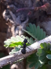 Polyrhachis lacteipennis