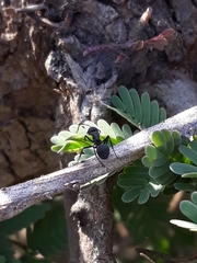 Polyrhachis lacteipennis