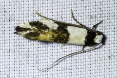 Monopis meliorella