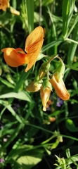 Lathyrus hierosolymitanus