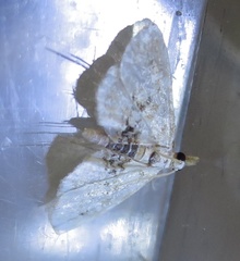 Trichophysetis cretacea