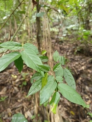Ventilago leiocarpa