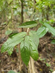 Ventilago leiocarpa