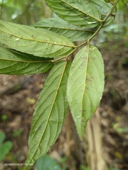 Ventilago leiocarpa