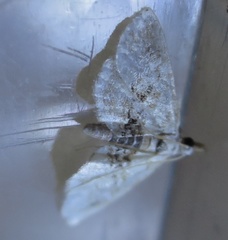 Trichophysetis cretacea