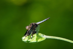 Palpopleura albifrons