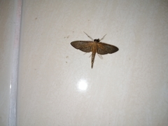 Hymenoptychis sordida