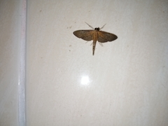 Hymenoptychis sordida