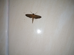 Hymenoptychis sordida