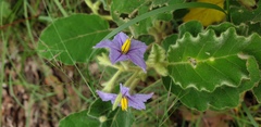 Solanum gympiense