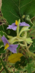 Solanum gympiense