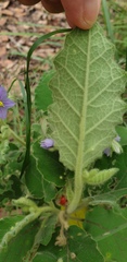 Solanum gympiense