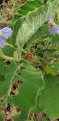 Solanum gympiense