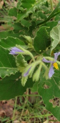 Solanum gympiense