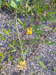 Listia bainesii