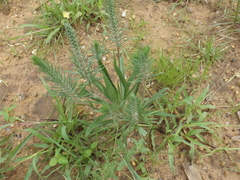 Plantago aristata