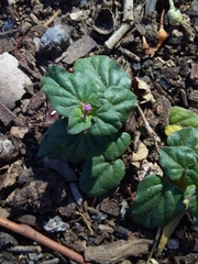 Boerhavia dominii